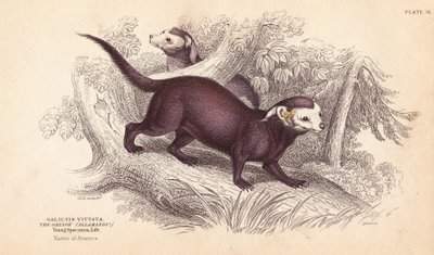 Gallictis vittata. Grabado en acero coloreado a mano por Lizars a partir de una ilustración de Charles Hamilton Smith de la Biblioteca del Naturalista de William Jardine, Edimburgo. de Unbekannter Künstler