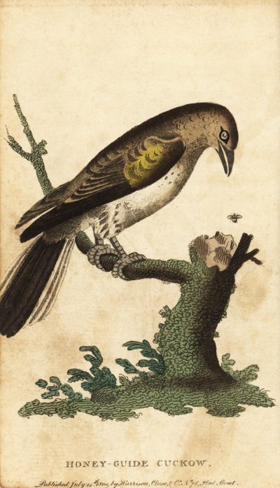 Mayor guía de la miel, Indicador de la señal. ,1800 (grabado) de Unbekannter Künstler