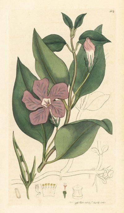 Greater periwinkle, Vinca major (grande periwinkle) Grabado en cobre coloreado a mano según un dibujo de James Sowerby para English Botany de James Smith. de Unbekannter Künstler