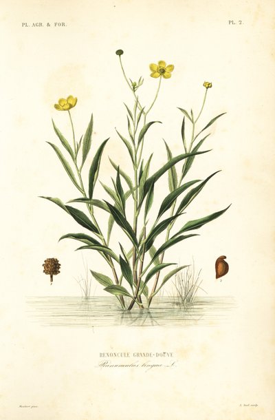 Ranúnculo de lanza grande, Ranunculus lingua de Unbekannt