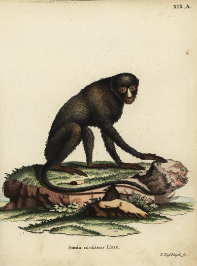 Mono narigudo o mono nariz de masilla. Cercopithecus nictitans. Simia Nictitans Linn. Grabado en cobre coloreado a mano por Johann Nussbiegel de la obra de Johann Christian Daniel Schreber Ilustraciones de animales según la naturaleza, o Anima fantástica d de Unbekannter Künstler