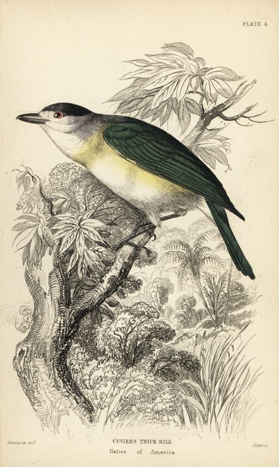 Pachyramphus viridis (Pachyrhynchus cuvierii). Grabado en acero coloreado a mano por William Lizars a partir de una ilustración de William Swainson de la Naturalist