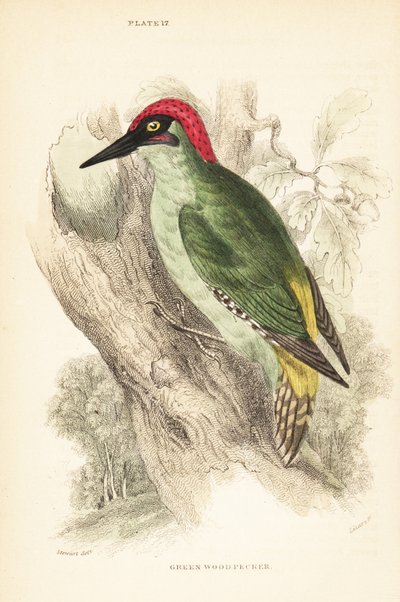Pájaro carpintero verde, Picus viridis, posado en un árbol.1889 (grabado) de Unbekannter Künstler