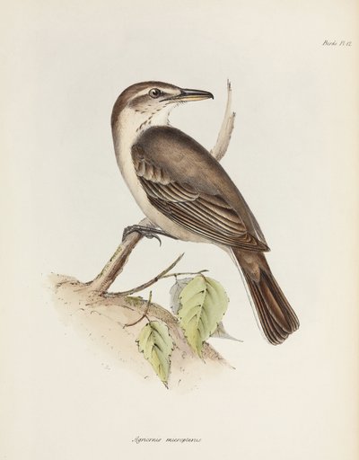 Tirano alcaudón de vientre gris, c. 1832-1836 de Unbekannt