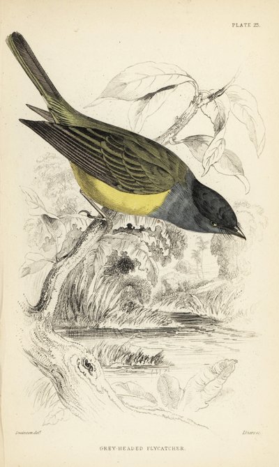 Grey-headed canary-flycatcher, Culicicapa ceylonensis (Papamoscas de cabeza gris, Cryptolopha poiocephala). Grabado en acero coloreado a mano por William Lizars a partir de una ilustración de William Swainson de la Naturalist