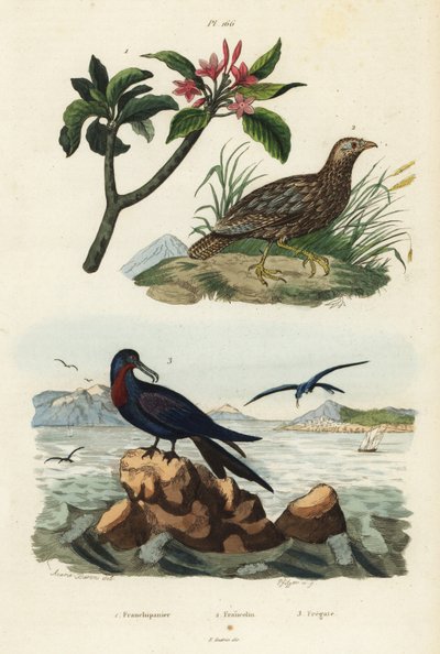 Francolín de alas grises, Scleroptila afra, gran fragata, Fregata minor, y frangipani rojo, Plumeria rubra de Unbekannt