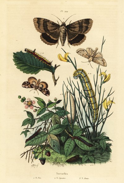 Polilla daga gris y larva, Acronicta psi, polilla Apopestes spectrum y larva, polilla flor de durazno y oruga, Thyatira batis de Unbekannt