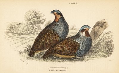 Perdiz gris, Perdix perdix. 1889 (grabado) de Unbekannter Künstler
