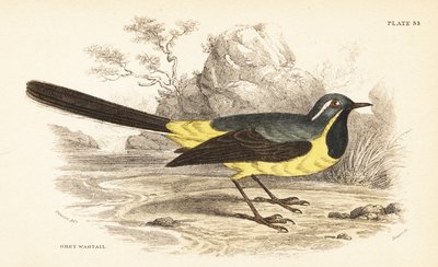 Lavandera gris, Motacilla cinerea. 1889 (grabado) de Unbekannter Künstler