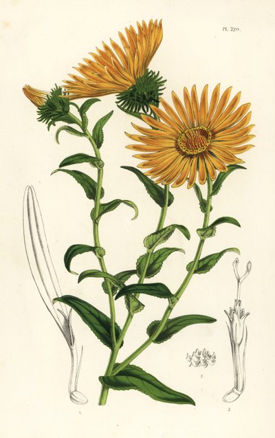 Grindelia grandiflora. Litografía coloreada a mano de la obra de Louis van Houtte y Charles Lemaire Flores de los jardines e invernaderos de Europa, Flore des Serres et des Jardins de l