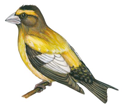 Gros bec errant - Picogordo vespertino (Coccothraustes vespertinus) de Unbekannter Künstler