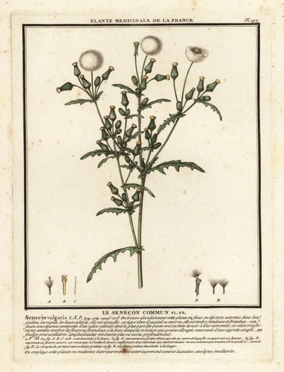 Senecio vulgaris. de Unbekannter Künstler