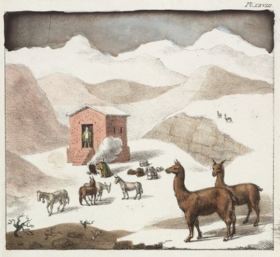 Guanacos, Valle de las Cuevas, Cordillera de los Andes, Chile de Unbekannter Künstler