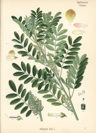Añil de Guatemala o añil de hoja pequeña, Indigofera suffruticosa (Indigofera anil). Cromolitografía según una ilustración botánica de Hermann Adolph Koehler