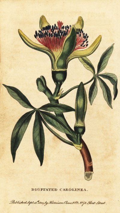 Castaño de Guayana, Pachira aquatica. ,1800 (grabado) de Unbekannter Künstler
