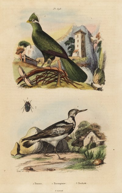 Turaco de Guinea, Tauraco persa, y torcecuello euroasiático, Jynx torquilla de Unbekannt