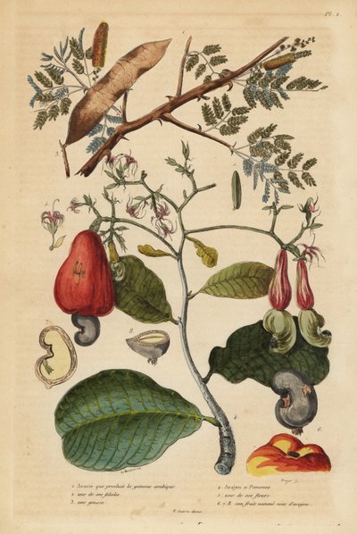Árbol de goma arábiga y árbol de anacardo de Unbekannt