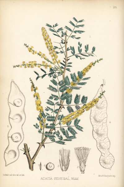 Goma arábiga, goma verek o hashab, Acacia senegal. Litografía coloreada a mano por Hanhart a partir de una ilustración botánica de David Blair de Robert Bentley and Henry Trimen