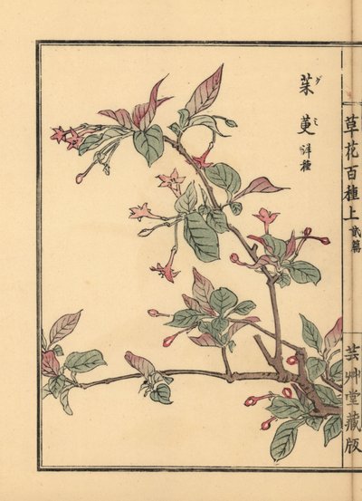 Gumi, natsugumi o cerezo plateado, Elaeagnus multiflora. Popular como planta ornamental o bonsái. Grabado en madera coloreado a mano por Kono Bairei de Kusa Bana Hyakushu (Cien variedades de flores), Tokio, Yamada. de Unbekannter Künstler