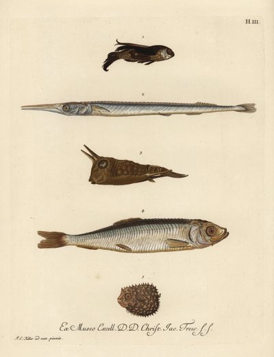 Gurnard, Chelidonichthys species 1, pez aguja, Belone belone 2, pez vaca de cuernos largos, Lactoria cornuta 3, arenque, Clupea harengus 4, y pez puercoespín de pocas espinas, Chilomycterus reticulatus 5. Grabado en cobre coloreado a mano según una ilustra de Unbekannter Künstler