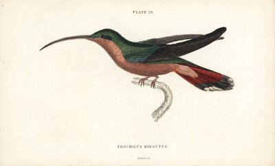 Colibrí de patas peludas, Glaucis hirsutus (ermitaño de pecho rufo, Trochilus hirsutus). Grabado en acero coloreado a mano por William Lizars de la Naturalist