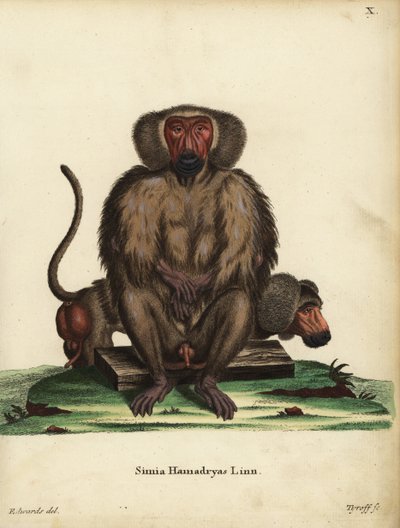 Babuino hamadryas, Papio hamadryas. Simia hamadryas Linn. Grabado en cobre coloreado a mano por Tyroff a partir de una ilustración de George Edwards de Johann Christian Daniel Schreber
