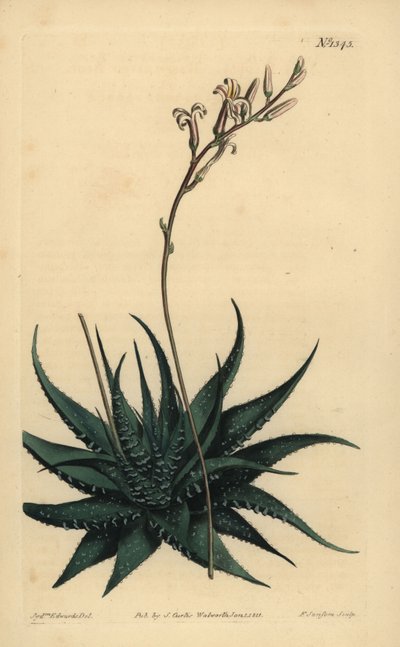 Aloe enano de Hankey, Haworthia attenuata var. radula. Aloe de hojas ásperas, Aloe radula de Unbekannt