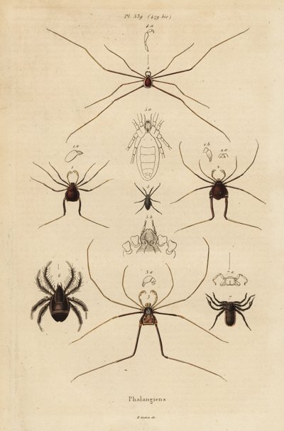 Opiliones, segadores o arañas patonas de Unbekannt