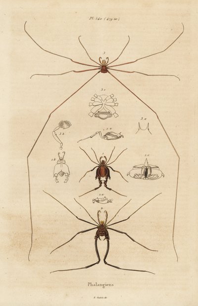 Opiliones, segadores o arañas patonas de Unbekannt