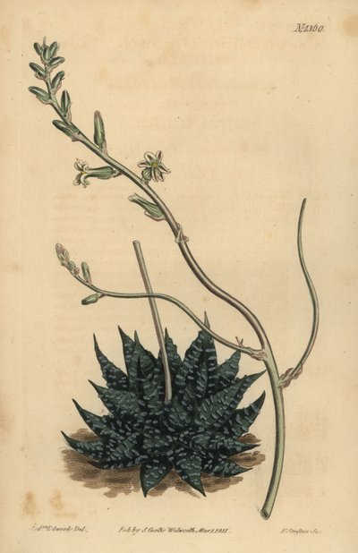 Haworthia minor o Tulista minima (Aloe de perla menor, Aloe margaritifera minima) de Unbekannt