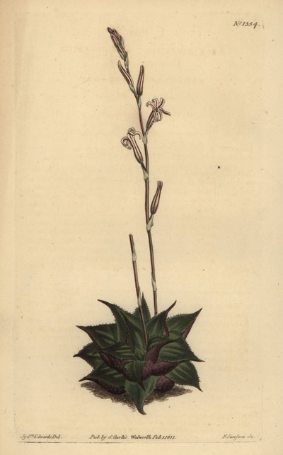 Haworthia mirabilis (Aloe de cojín de hojas rugosas, Aloe mirabilis) de Unbekannt