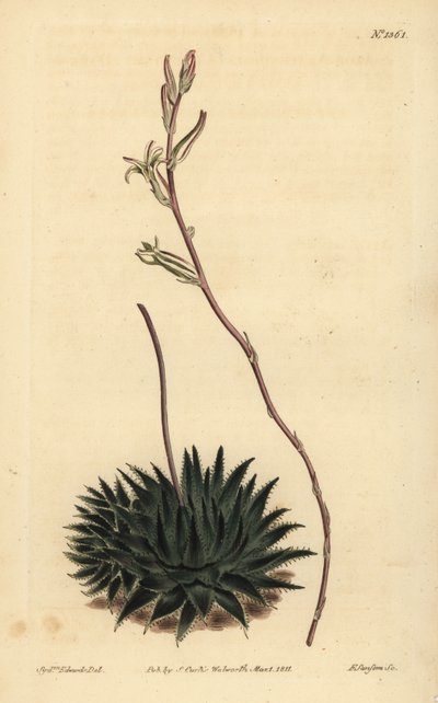 Haworthia pumila o Tulista pumila (Aloe de araña de hojas oscuras, Aloe arachnoides pumila) de Unbekannt