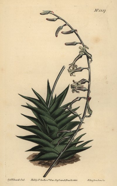 Haworthia viscosa (Aloe de hojas rígidas, Aloe rigida) de Unbekannt