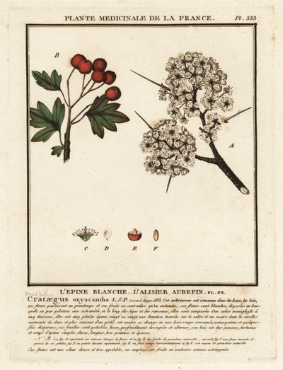 Espino blanco, Crataegus rhipidophylla de Unbekannter Künstler