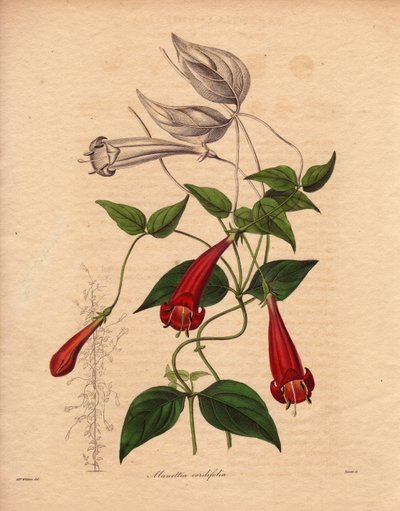 Manettia de hoja acorazonada (Manettia cordifolia). Planta trepadora con follaje oval y verde brillante, y abundantes flores tubulares rojas. Ilustración de Augusta Innes Withers (1793-1877), en The Botanist, serie de Benjamin Maund en cinco volúmenes, pub de Unbekannter Künstler