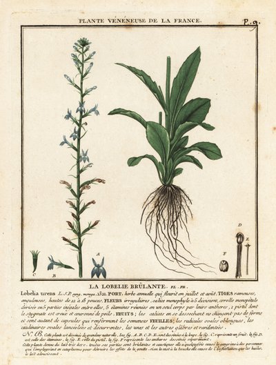 Lobelia del brezo, Lobelia urens. de Unbekannter Künstler