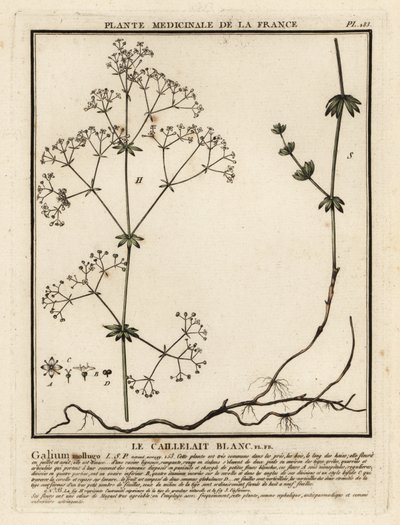 Cercos de la hierba, Galium mollugo. de Unbekannter Künstler