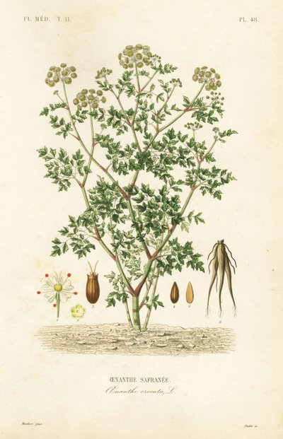 Cicuta acuática, Oenanthe crocata de Unbekannt
