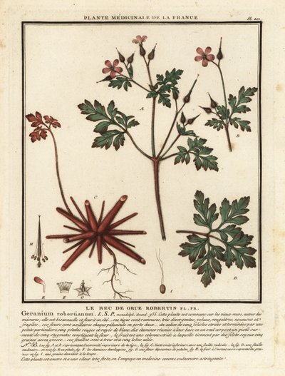 Herb-Robert, Geranium robertianum. de Unbekannter Künstler