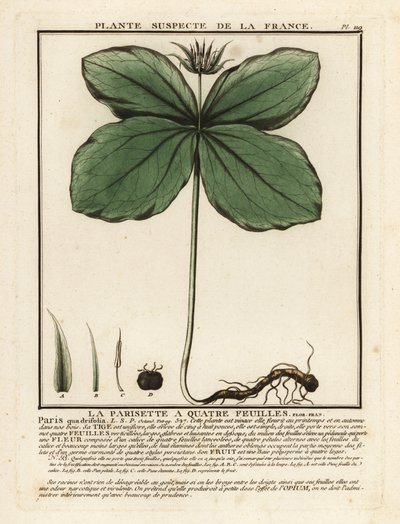 Hierba-paris, Paris quadrifolia. de Unbekannter Künstler
