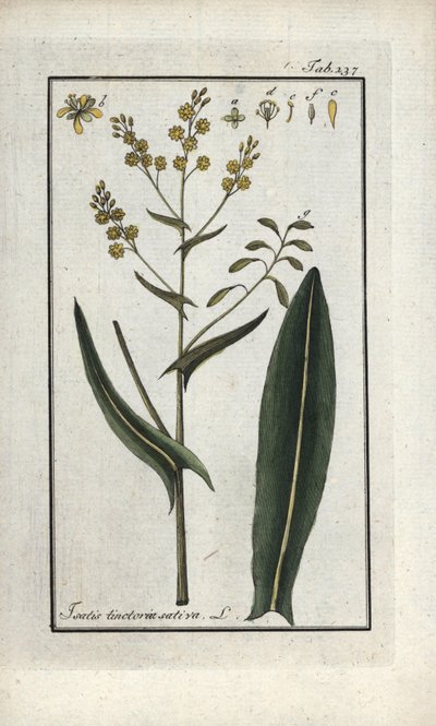 Hierba de San Felipe (Isatis tinctoria sativa). Litografía de "Afbeelding der Artseny-Gewassen" de Johannes Zorn (1739-1799), Países Bajos. de Unbekannter Künstler