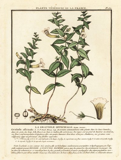 Hierba de gracia, Gratiola officinalis. de Unbekannter Künstler