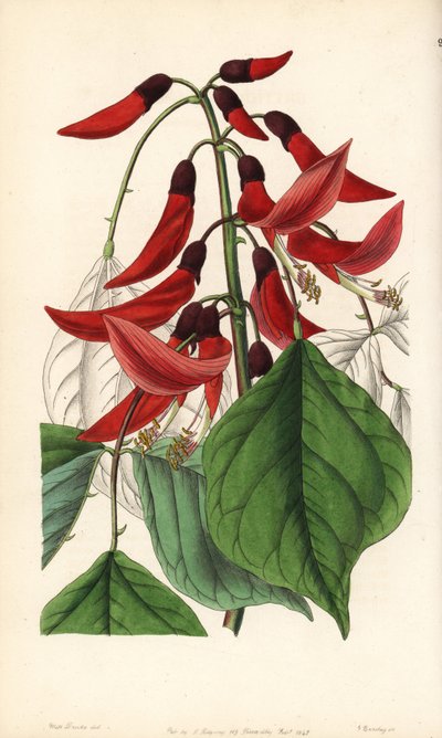 Erythrina herbácea o de Carolina - Híbrido de eritrina del Sr. Bidwell, Erythrina x bidwillii. Híbrido de Erythrina herbacea con Erythrina cristagalli. Grabado en cobre coloreado a mano por George Barclay a partir de una ilustración de Miss Sarah Drake de  de Unbekannter Künstler