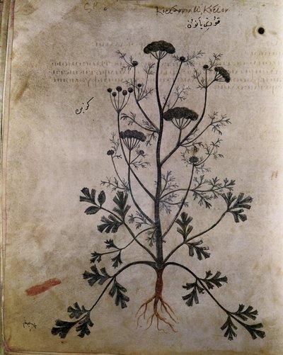Herbarios Cilantro de Unbekannt