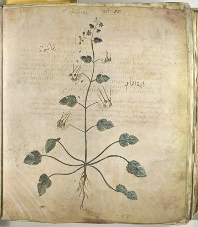 Geranio de los herbarios de Unbekannt