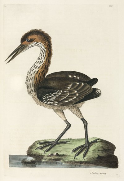 Heron de Unbekannter Künstler