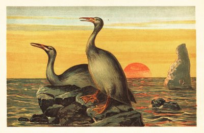 Hesperornis regalis, ave extinta parecida al cormorán.1908 (litografía) de Unbekannter Künstler