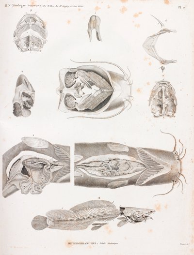 Heterobranches, detalles anatómicos de Unbekannt