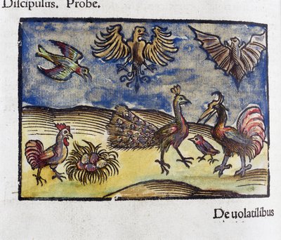 Histoire naturelle, zoologie siglo 16: aves y murciélagos de Unbekannt