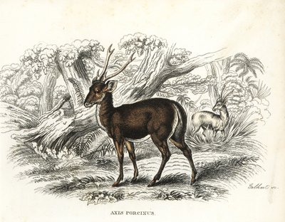 Ciervo porcino, Axis porcinus, en peligro de extinción. Litografía coloreada a mano de Gebhart de la Galería de Historia Natural de Georg Friedrich Treitschke, Naturhistorischer Bildersaal des Thierreiches, Liepzig-1842. de Unbekannter Künstler